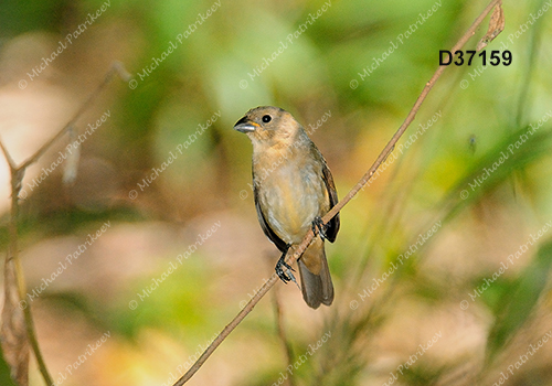 Double-collared Seedeater (Sporophila caerulescens)